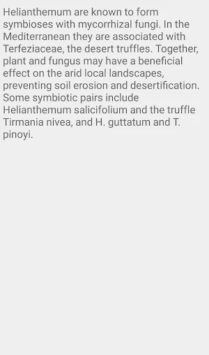 Helianthemum Flower Screenshot 3