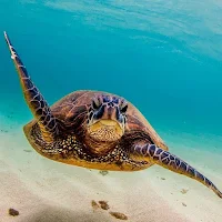 Turtle Wallpapers