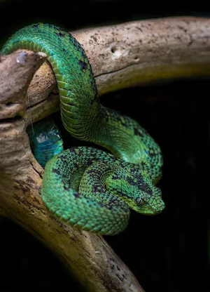Bamboo Viper Wallpapers Screenshot 1