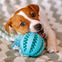 Squeaky Toy Sounds