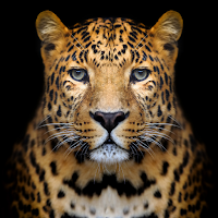 Leopard Wallpaper HD