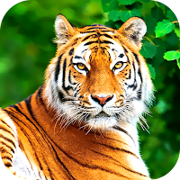 Tiger Wallpaper 2023