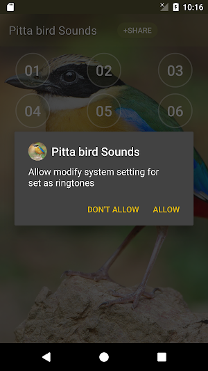 Pitta bird soundboard Screenshot 2