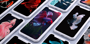 Betta Fish Wallpapers Screenshot 0