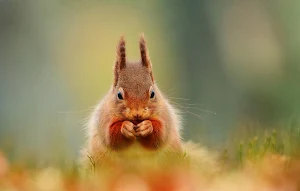 Squirrel Wallpaper HD Screenshot 1