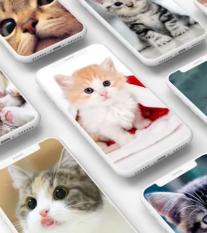 Cute Kitten Wallpaper Screenshot 0