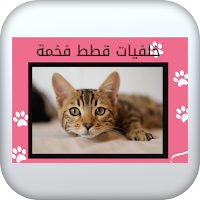 خلفيات قطط فخمة