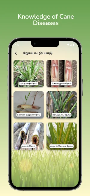 BASL CANE Screenshot 3