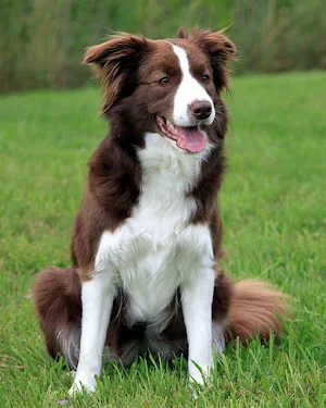 Collie Dog Wallpapers Screenshot 0