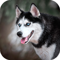 Husky dog Wallpaper HD Themes
