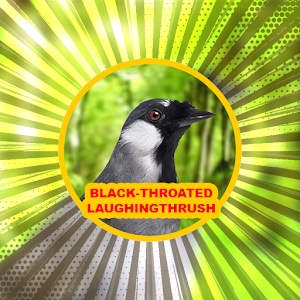 Black-throated laughingthrush Screenshot 2