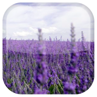 Lavender Live Wallpaper