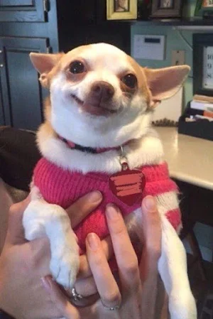 Funny and entertaining pics Screenshot 1