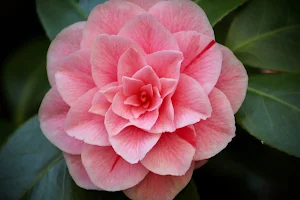 Camellia Flower Wallpapers Screenshot 2