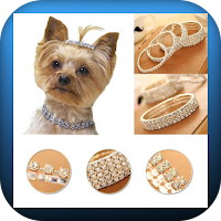 luxury dog accessories