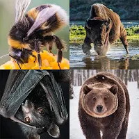 animal quiz: learn all animals