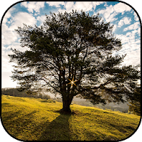 Tree wallpapers