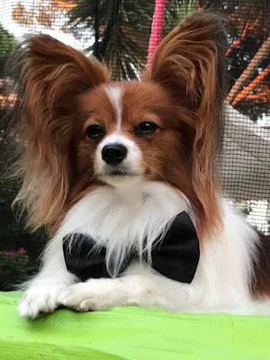Papillon Dog Wallpapers Screenshot 1
