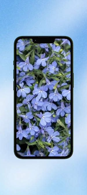 Lobelia Flower WalL Screenshot 3