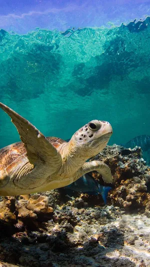 Sea Turtles Wallpapers Screenshot 1