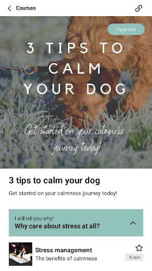 Chill Dog Screenshot 2