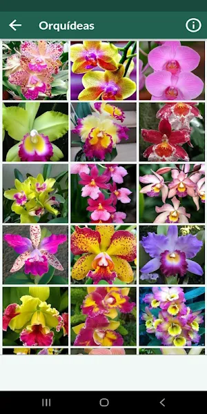 Flores hermosas. Imágenes Screenshot 1