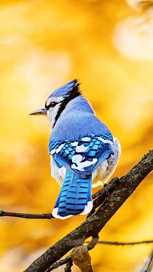 Birds Wallpaper 4K Screenshot 2