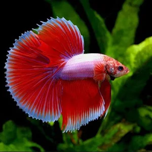 Betta Fish Screenshot 0