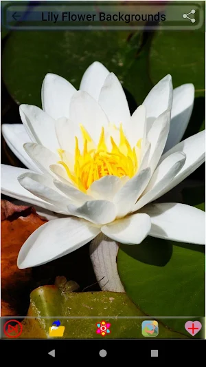 Lily Flower Backgrounds Screenshot 2