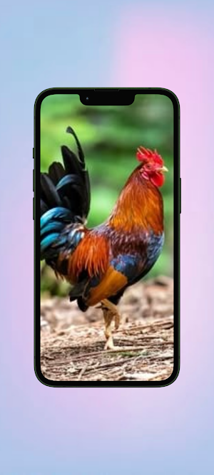 Ayam WalL Screenshot 1