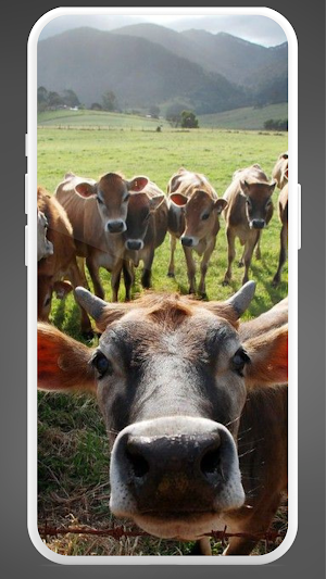 Cow Wallpaper HD Screenshot 3