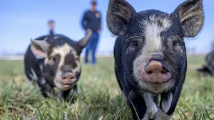 Pig sounds ringtones screenshot 2