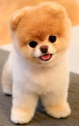 Pomeranian Dog Wallpapers Screenshot 0