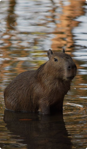 Capybara Wallpaper Screenshot 2