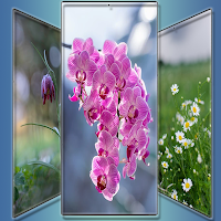 Blossoms of Wonder