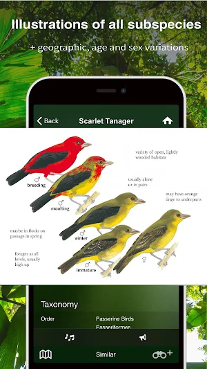 All Birds Trinidad & Tobago - Sunbird Field Guide Screenshot 2