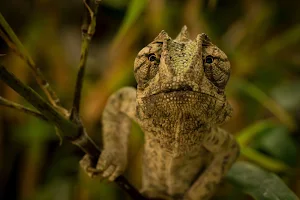 Chameleon Wallpaper HD Screenshot 3