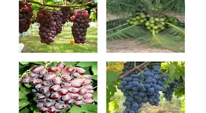 plant Hybrids Screenshot 3