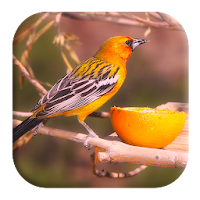 Oriole Bird Sounds