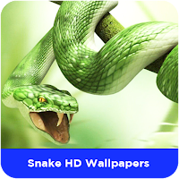 Snake HD Wallpapers