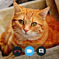 Cat Video Call Simulator