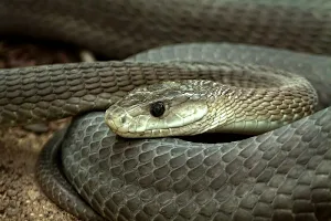 Snakes wallpapers Screenshot 2