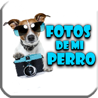 Fotos De Mi Perro Imágenes