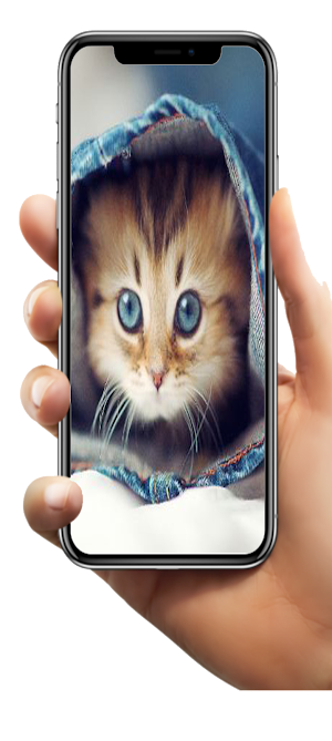 Kitten Wallpaper HD Screenshot 3