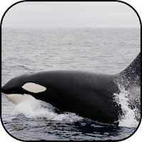 Whale wallpapers