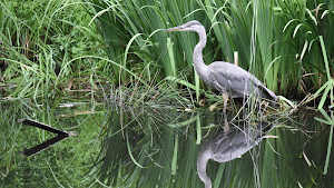 Crane Bird Sounds Screenshot 2