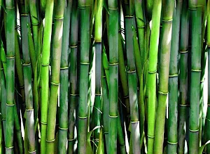 Bamboo wallpapers Screenshot 2