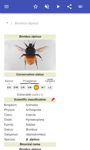 Bumblebees Screenshot 1
