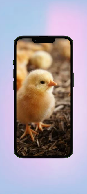 Ayam WalL Screenshot 0
