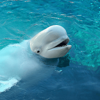 Beluga Whale Sounds